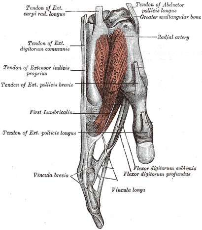 Medical illustration of the muscles in the hand